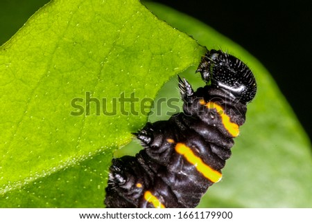 Methona themisto caterpillar eating leaves.