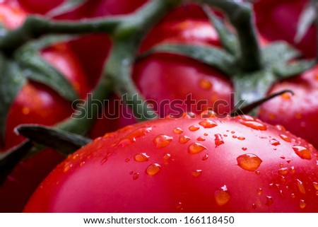 branch of red tomatoes with water drops with blurred background