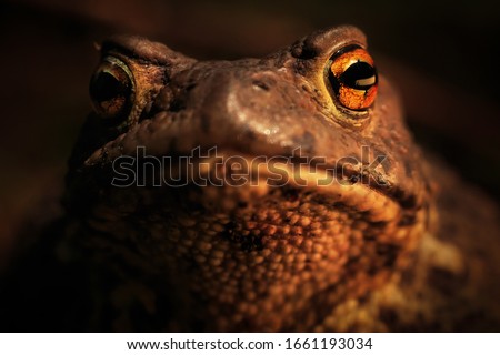Eyes and mouth of spring toad. Portrait on a dark background. A closeup of the warty skin of a toad. Toad skin texture. Details of the muzzle of a toad