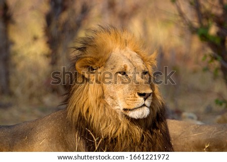 African Lion (Panthera Leo), male. Savuti, Chobe National Park, Botswana.