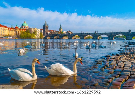 Swans on Vltava river in Prague, Czech Republic. Swans on the background of Charles Bridge in Prague Royalty-Free Stock Photo #1661229592