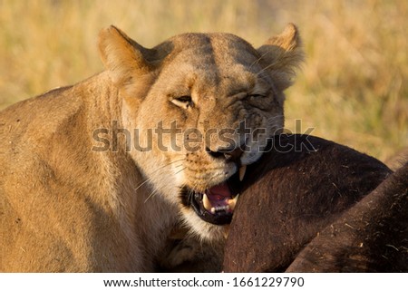 African Lion (Panthera Leo), eating a Cape Buffalo carcass (Syncerus caffer caffer) which was killed two nights before by the females of the pride. Savuti, Chobe National Park, Botswana.
