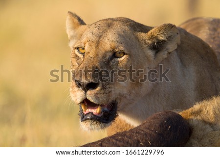 African Lion (Panthera Leo), eating a Cape Buffalo carcass (Syncerus caffer caffer) which was killed two nights before by the females of the pride. Savuti, Chobe National Park, Botswana.