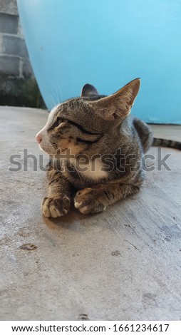 Relaxed domestic cat at home, Funny cats striped kitten sitting and smiling