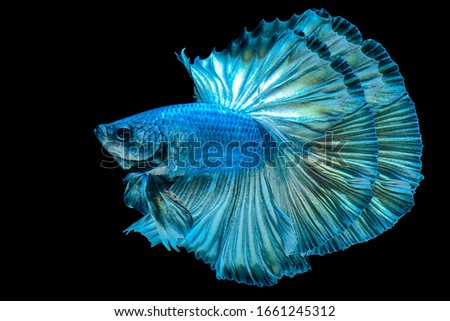 Blue Siamese fighting fish with a black background