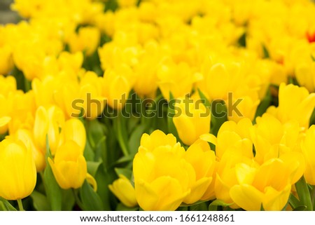 Yellow tulips fild. Spring background.