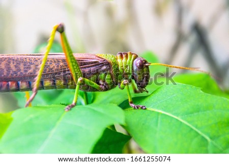 Green giant locust sits on leaves of agricultural plants, crop pest