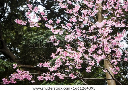 Cherry blossom tree in Japan is called sakura. Tourists in Tokyo enjoy taking pictures of it. Pink color flower flakes park outdoor background. Spring season in Asia.