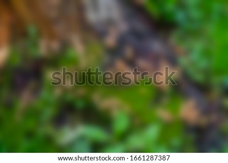 Abstract blurred slide background. Plants of wet tropical forest