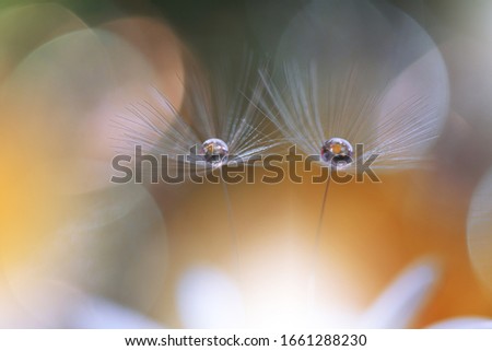 Beautiful Nature Background.Floral Art Design.Abstract Macro Photography.Daisy Flower.Dandelion Flowers.Orange Background.Creative Artistic Wallpaper.Celebration,love.Close up.Holidays,drops.