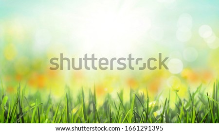 grass with natural bokeh spring flowers blossom background, sunny sky
