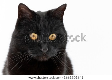 Beautiful black cat poses on a white background