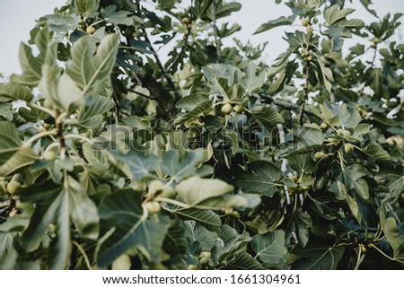Young green fruits of figs on the branch of the fig tree with big green leaves and blurred branch in foreground, all in muted colours in light of the morning golden sun