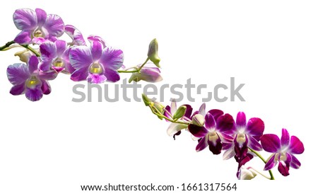 Two orchids In white background