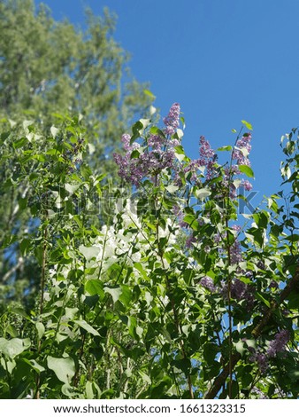 Picture of flowers in Finland