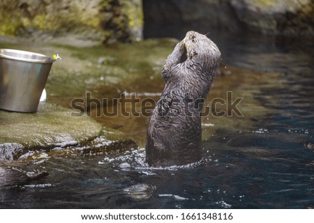Feeding time for Sea otter at Oregon zoo