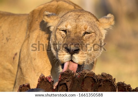 African Lion (Panthera Leo), young eating a Cape Buffalo  (Syncerus caffer caffer) which was killed two nights before by the females of the pride . Savuti, Chobe National Park, Botswana.