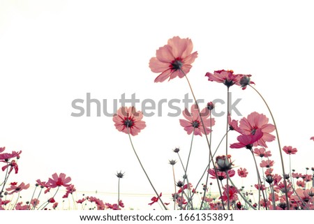 pink cosmos flowers are bloom on a white background.