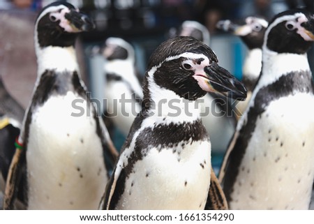 African adorable penguin or Spheniscus demersus also known as the jackass penguin and black-footed penguin. which stay in African.