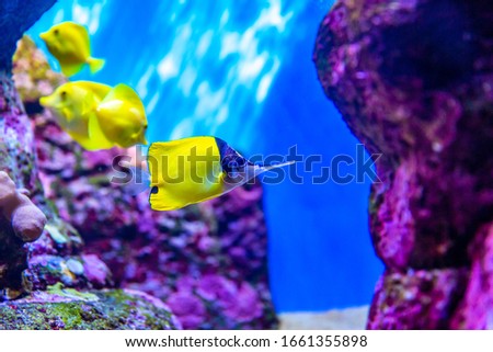 Longnose butterflyfish is a species of butterflyfish found on coral reefs