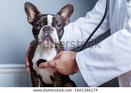 Veterinary doctor examing heart of dog boston terrier with stethoscope
