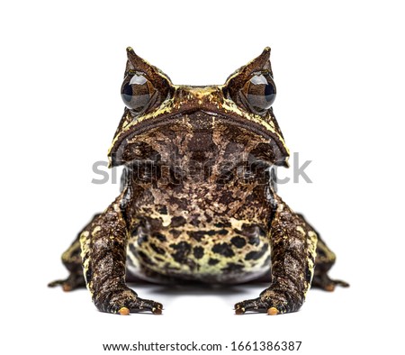 Long-nosed horned frog facing at the camera, Megophrys nasuta, isolated Royalty-Free Stock Photo #1661386387