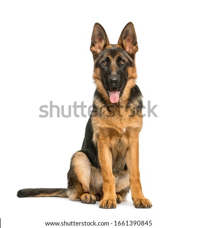 German shepherd sitting and panting, isolated on white Royalty-Free Stock Photo #1661390845