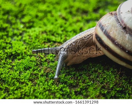 snail is running on moss. macro snail. Small snail. achatina fulica.