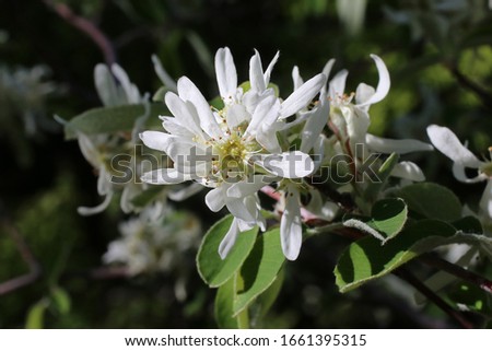 Amelanchier ovalis, June-Berry, Rosaceae. Wild plant shot in spring. Royalty-Free Stock Photo #1661395315