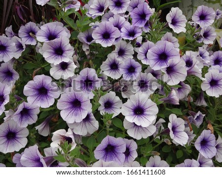 Purple and white pansy field