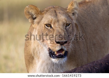 African Lion (Panthera Leo), female. Savuti, Chobe National Park, Botswana.