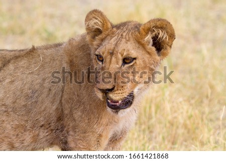 Lion (Panthera leo), cub. Savuti, Chobe National Park, Botswana.