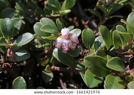 Arctostaphylos uva-ursi, Bearberry, Wild plant shot in spring. Royalty-Free Stock Photo #1661421976