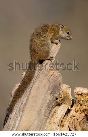 Tree Squirrel (Paraxerus cepapi), Moremi Game Reserve, Okavango Delta, Botswana.
