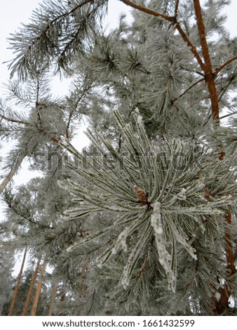 Russian winter. Snow-covered pine branch on a blurred background on a cloudy winter day