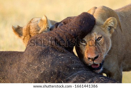 African Lions (Panthera Leo), eating a Cape Buffalo carcass (Syncerus caffer caffer) which was killed two nights before by the females of the pride. Savuti, Chobe National Park, Botswana.
