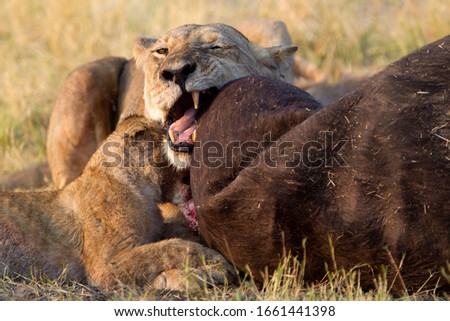 African Lions (Panthera Leo), eating a Cape Buffalo carcass (Syncerus caffer caffer) which was killed two nights before by the females of the pride. Savuti, Chobe National Park, Botswana.
