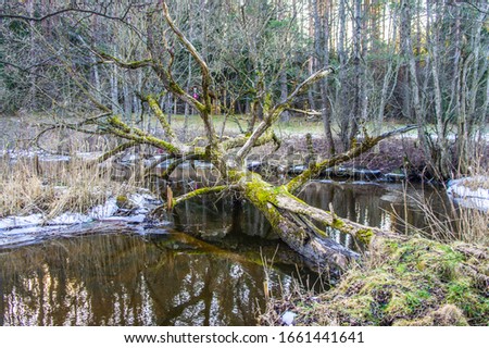 Forest river in spring with trees and reflection in the water