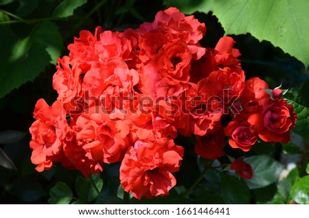 Bouquet of fresh delicate vivid red roses and blurred green leaves in a garden towards clear blue sky in a sunny summer day, beautiful outdoor floral background photographed with soft focus
