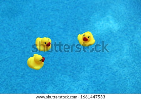 Three yellow rubber ducks floating in a blue swimming pool, overhead view, copy space.