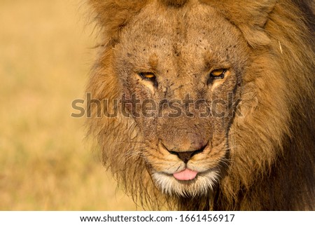 African Lion (Panthera Leo), male, Savuti, Chobe National Park, Botswana.