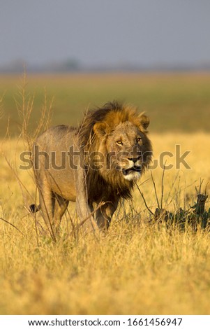 African Lion (Panthera Leo), male, Savuti, Chobe National Park, Botswana.