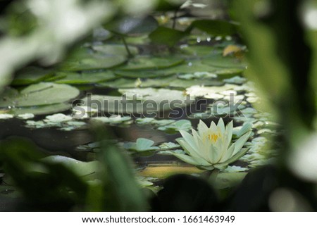 white lotus flower in pond surrounded by leaves