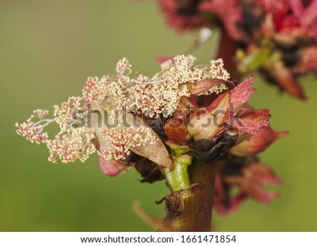 Ricinus communis the castor bean or oil plant very toxic with beautiful white and red flowers as well as fruits of intense red color flash lighting