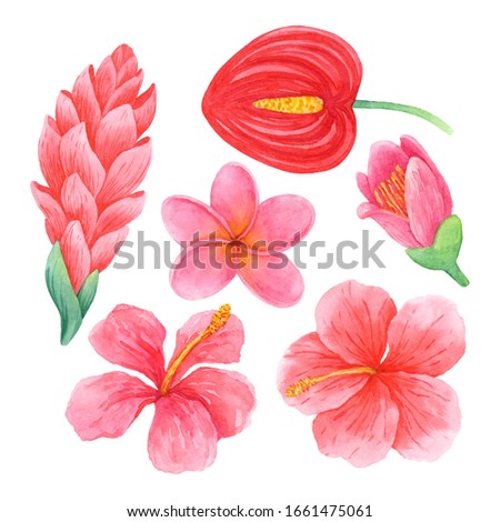 Watercolor set of pink and red tropical flowers. Hand-drawn illustration isolated on white background. Bright exotic clip art perfect for cosmetics design, card making and wedding decor.