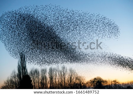 Beautiful large flock of starlings. A flock of starlings birds fly in the Netherlands. During January and February, hundreds of thousands of starlings gathered in huge clouds. Royalty-Free Stock Photo #1661489752