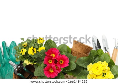 Primroses, pansies and gardening tools isolated on white background