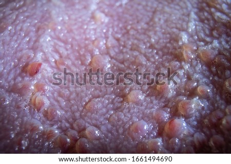 Tongue Surface Macro. You can see the details of the taste buds. Royalty-Free Stock Photo #1661494690
