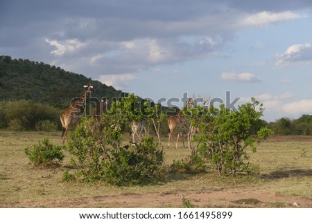 Kenya - Masai Mara National Reserve : Herd of giraffes under thunderous sky