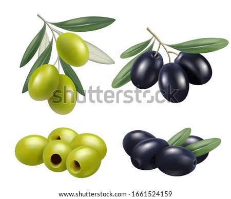 Olive realistic. Greek nature food olive branches relax spa oil vector symbols Royalty-Free Stock Photo #1661524159